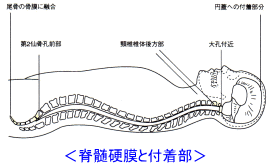 脊髄硬膜の説明図